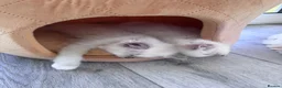 Ragdoll cats for sale: ✨ Beautiful GCCF Registered Ragdoll Kittens ✨ - Advert 7