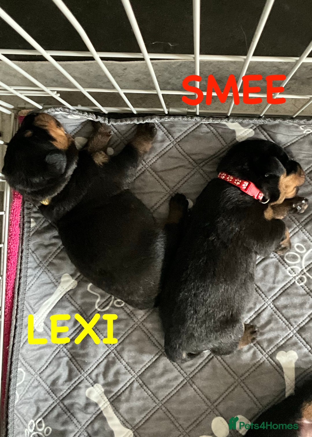 Rottweiler dogs for sale: Family bred and loved Rottweiller puppies - Image 4