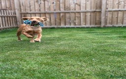 Cocker Spaniel dogs for stud: Cocker spaniel stud *PROVEN* - Image 4