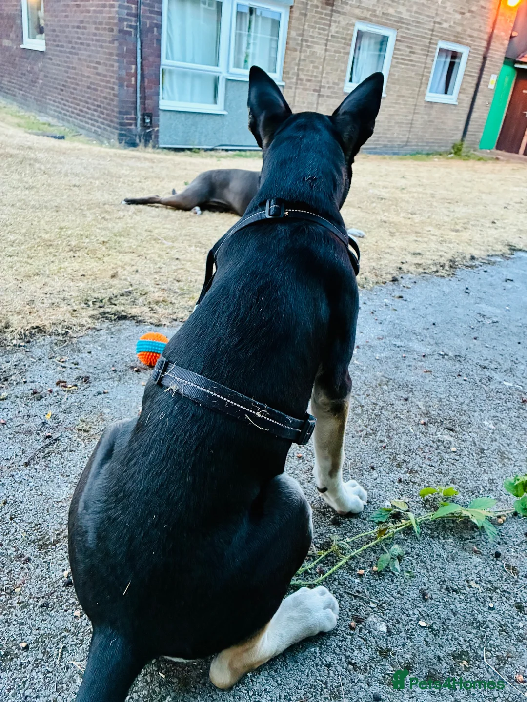 Mixed Breed dogs for sale: Shadow  - Advert 5
