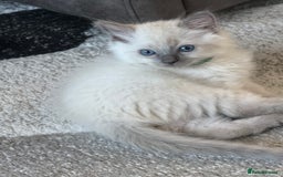 Ragdoll cats for sale: Stunning bluepoint Ragdoll kittens - Image 9