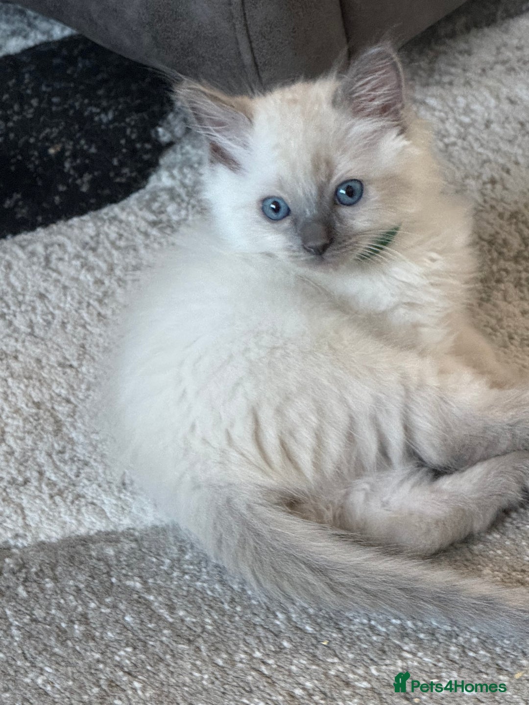 Ragdoll cats for sale: Stunning bluepoint Ragdoll kittens - Image 9