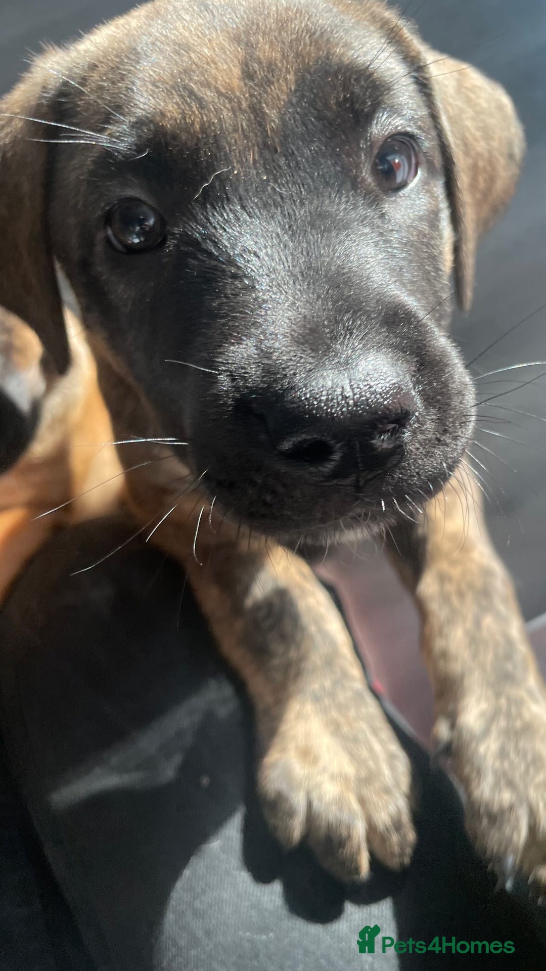 Mixed Breed dogs for sale: Belgian Malinois / Turkish Kangal / Cane Corso - Image 23