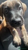 Mixed Breed dogs - Advert 7