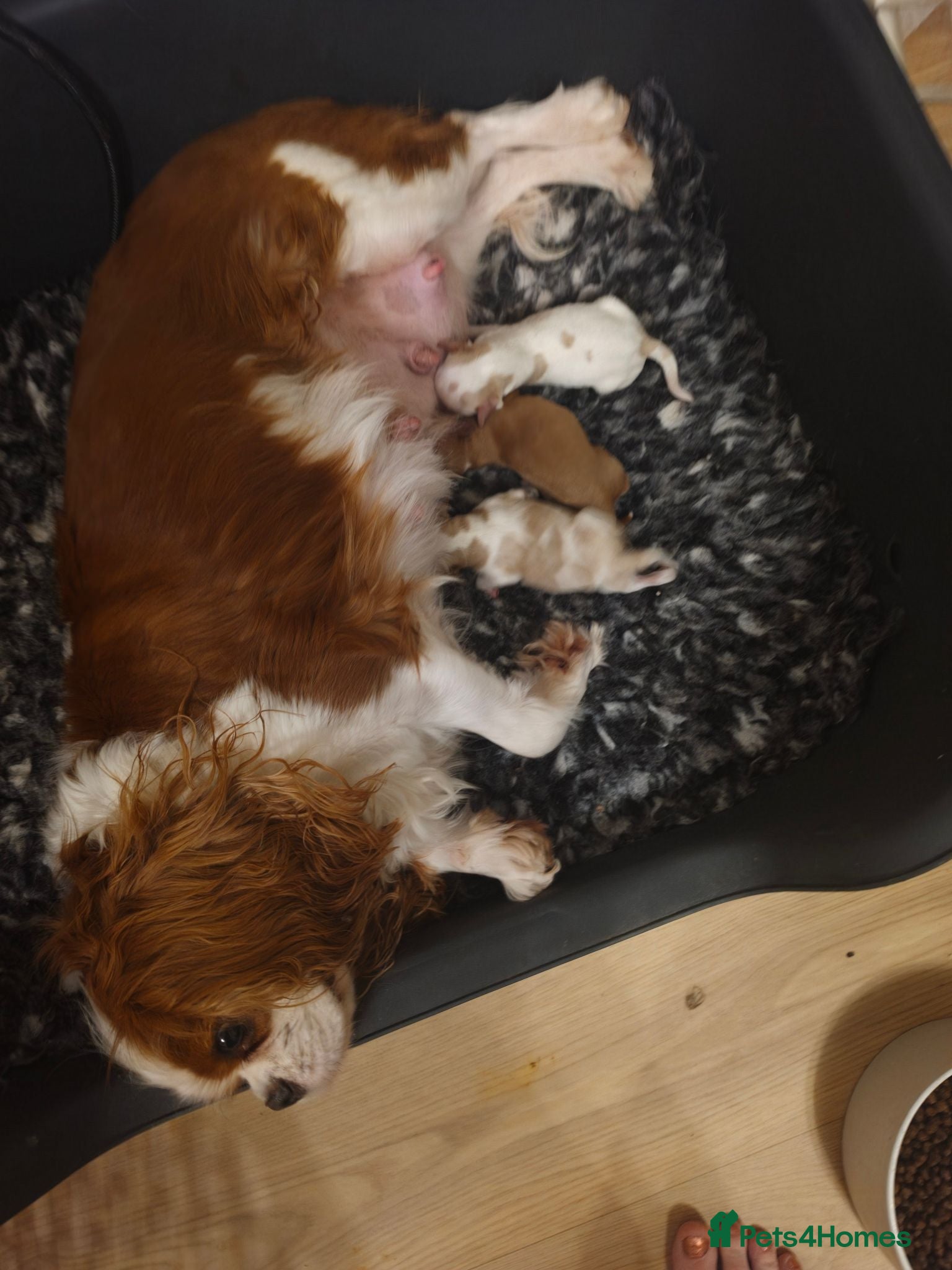 Cavapoo dogs F1 Cavapoo puppies - Advert 1