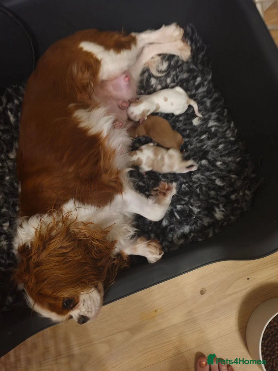 Cavapoo dogs for sale: F1 Cavapoo puppies - Advert 1