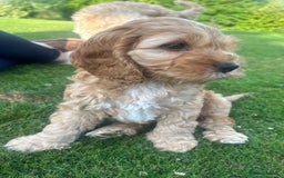Cockapoo dogs for sale: Cockapoo Pups - Image 6