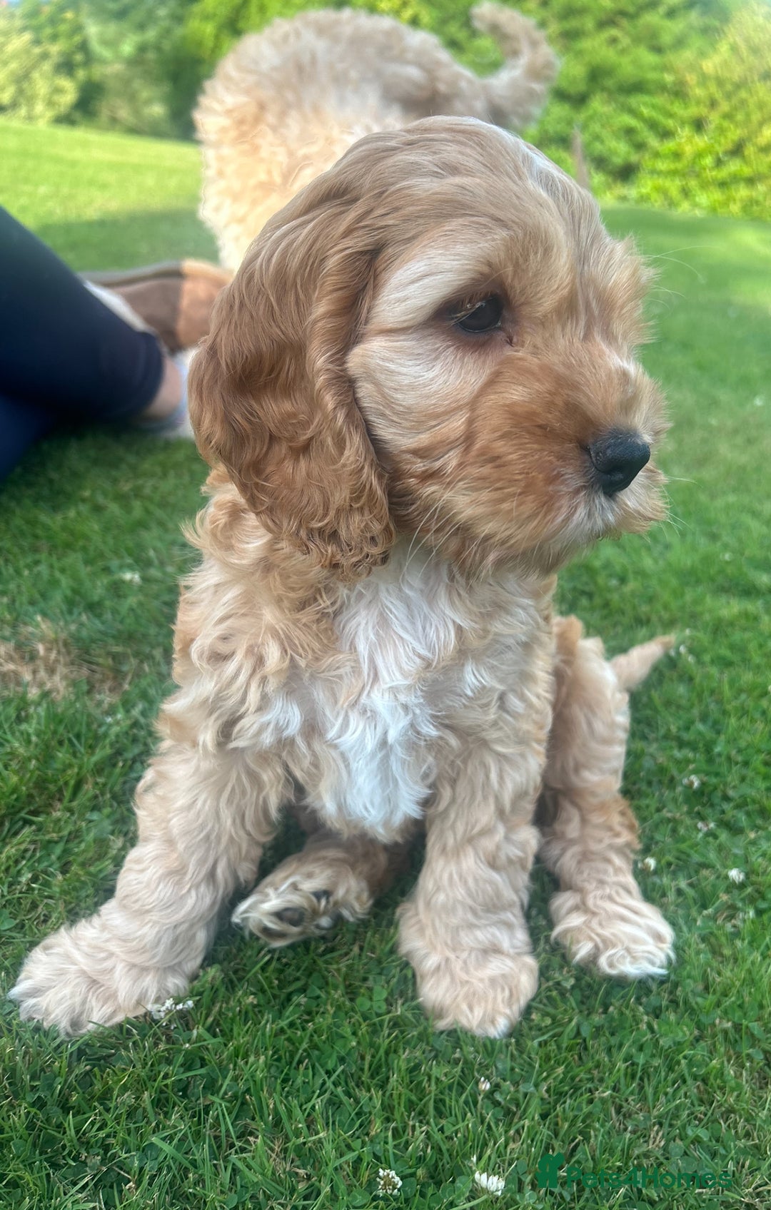 Cockapoo dogs for sale: Cockapoo Pups - Image 6