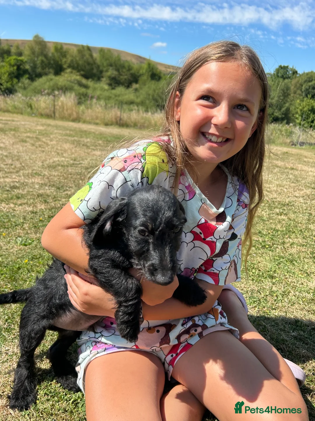 Doxiepoo dogs for sale: Beautiful mini Daxi Poos  - Advert 2