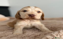 Cocker Spaniel dogs for sale: Show type cocker spaniels  - Image 11