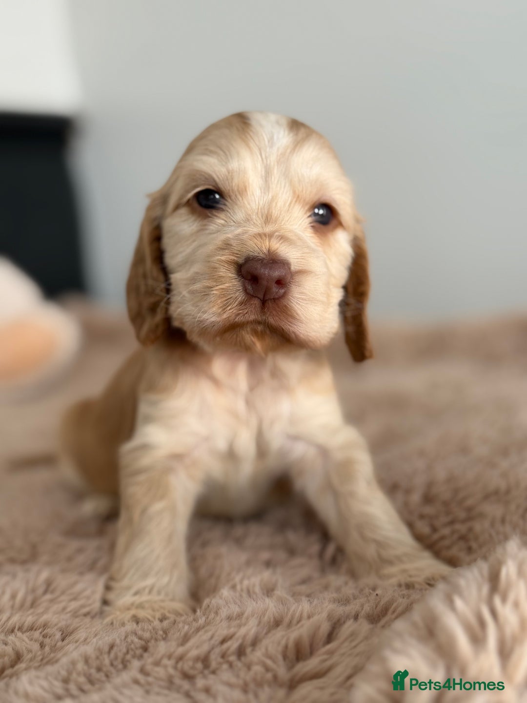 Cocker Spaniel dogs for sale: Show type cocker spaniels  - Image 11