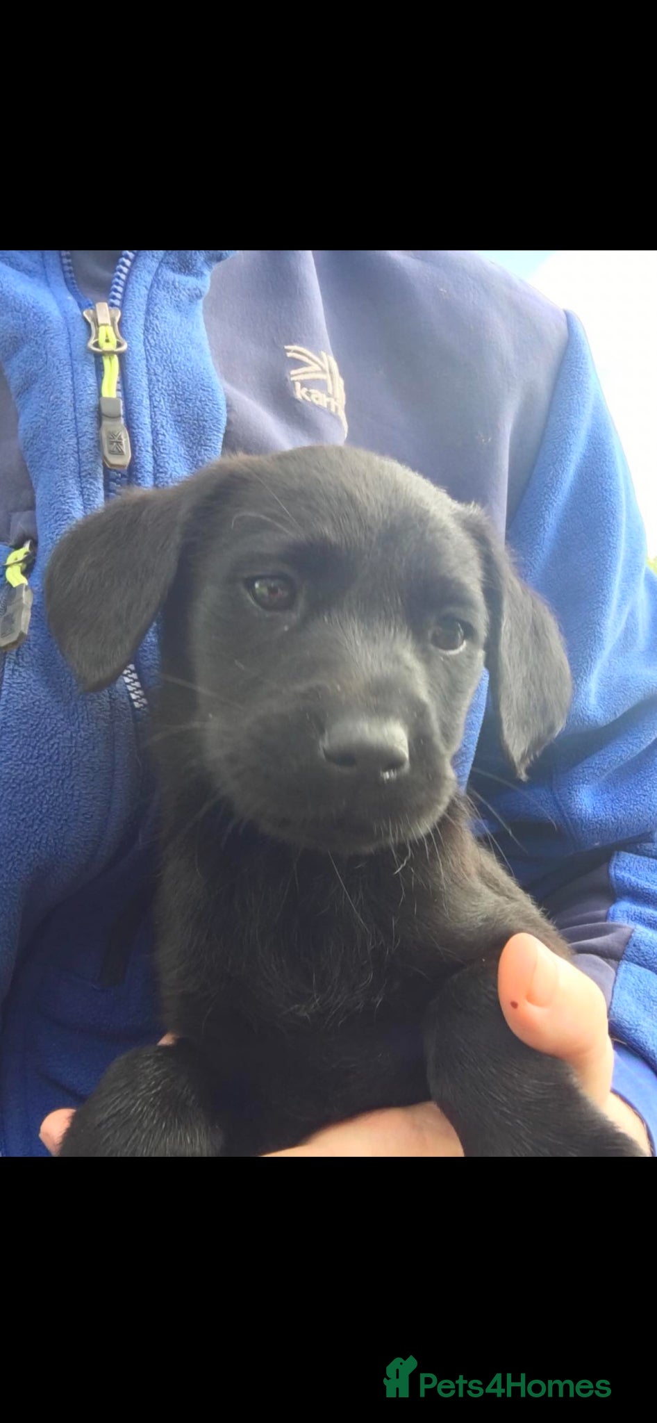 Labrador Retriever dogs for sale: Fantastic Labrador Pups - Advert 1