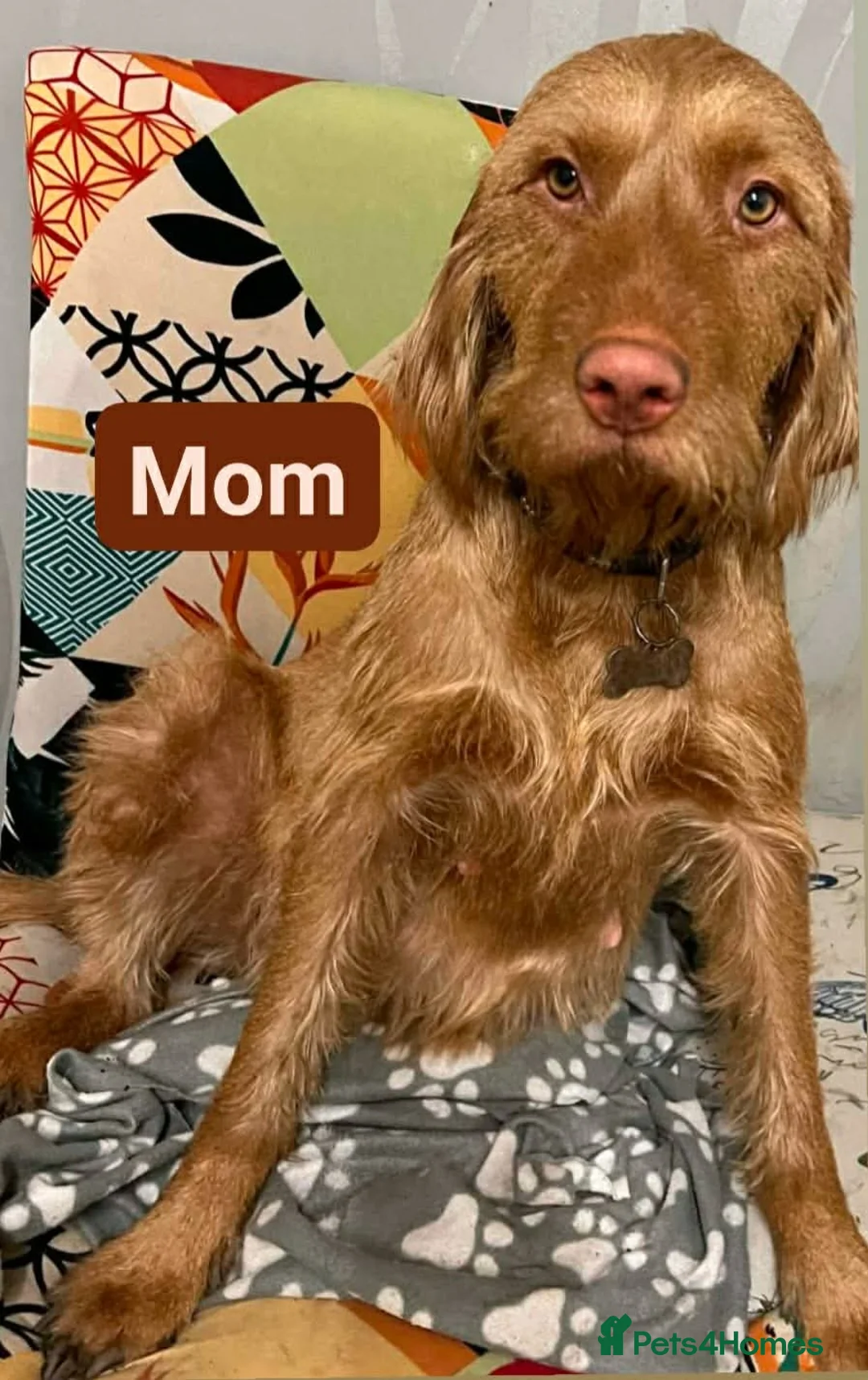 Hungarian Vizsla dogs for sale: Extra Ordinary Beautiful Hungarian Vizsla - Advert 2