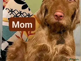 Hungarian Vizsla dogs Extra Ordinary Beautiful Hungarian Vizsla - Advert 3