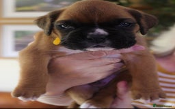 Boxer dogs for sale: KC Boxer Puppies for sale 4 Dogs 2 Bitches - Image 7