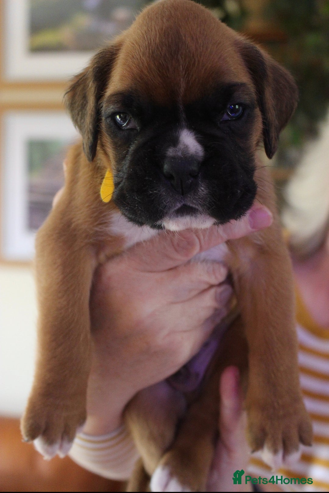 Boxer dogs for sale: KC Boxer Puppies for sale 4 Dogs 2 Bitches - Image 7