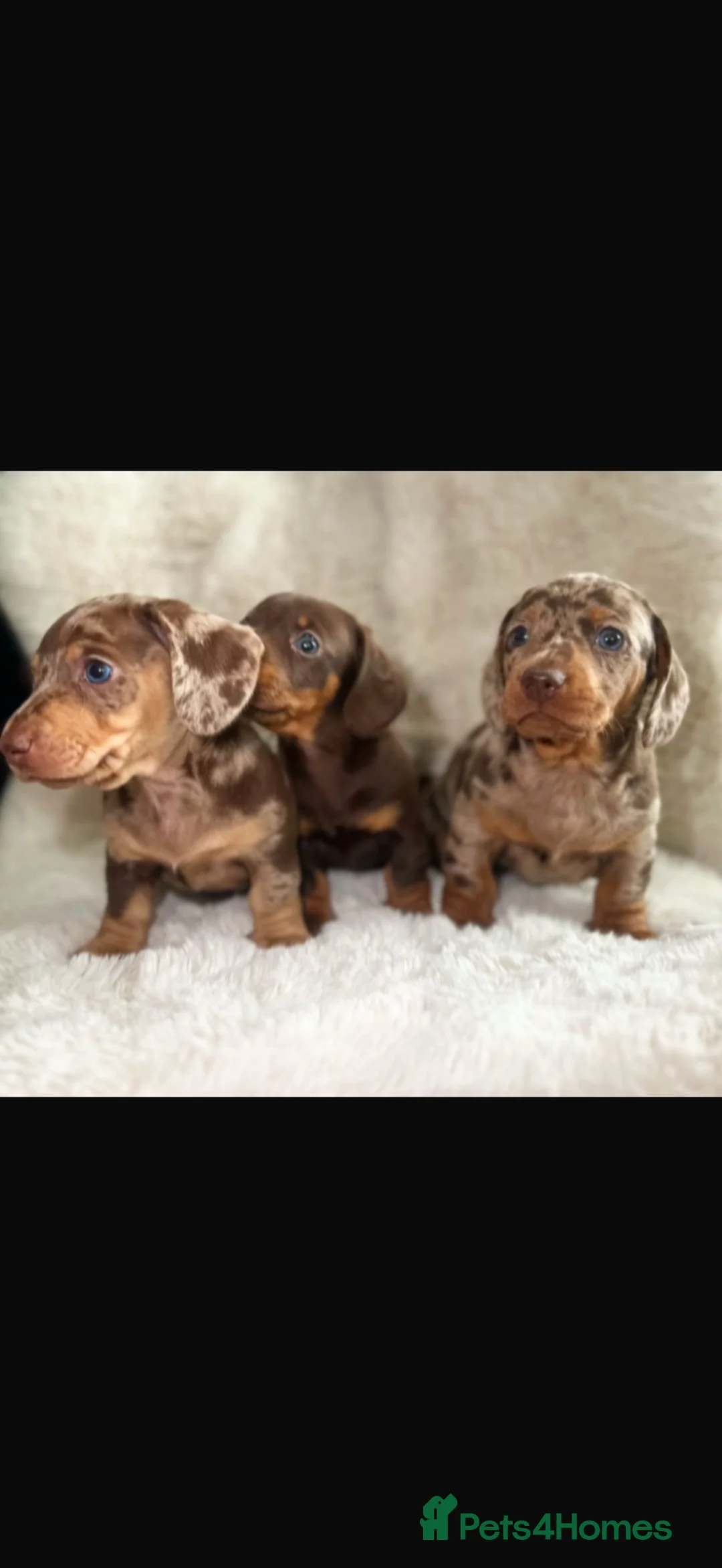 Miniature Dachshund dogs for sale: Stunning Quality KC Miniature Dachshund Puppies  - Advert 2