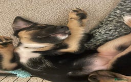 Mixed Breed dogs for sale: Mixed breed puppies READY TO GO! - Image 13