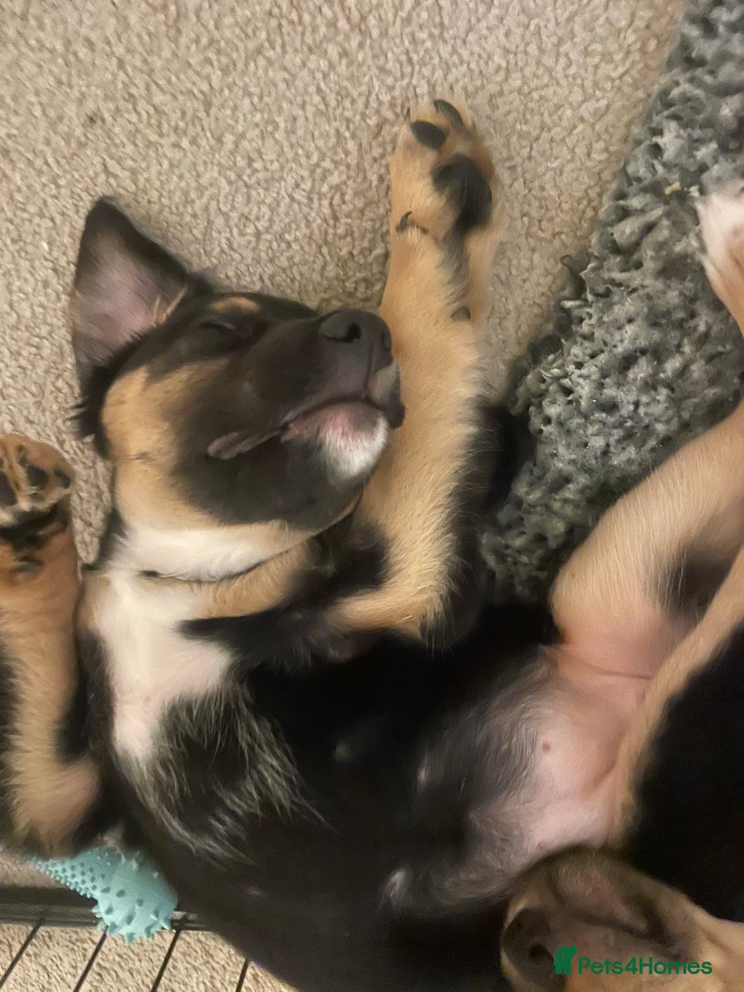 Mixed Breed dogs for sale: Mixed breed puppies READY TO GO! - Image 13