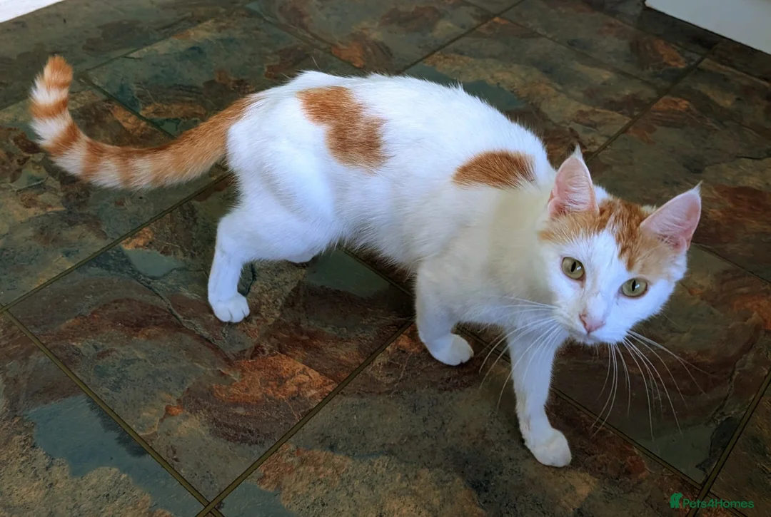 Mixed Breed cats for sale: Beautiful kittens for sale. - Advert 8