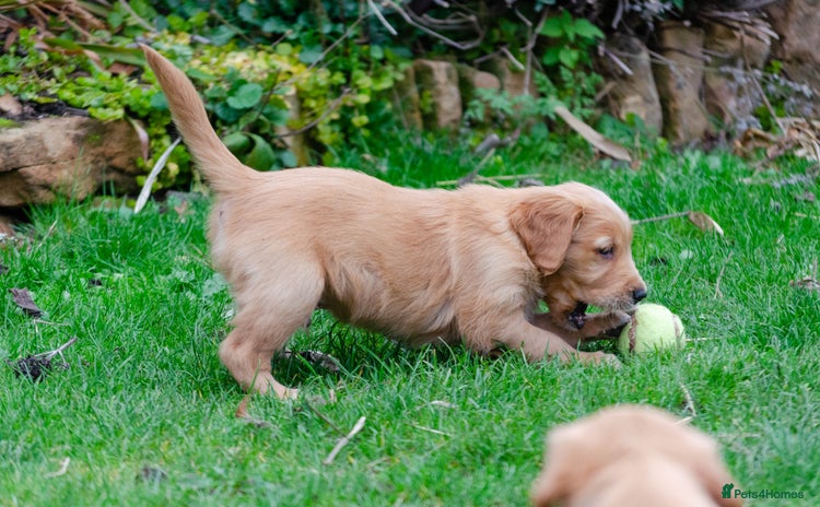 Golden Retriever dogs - Advert 15