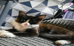 Mixed Breed cats for sale: Male kitten - Image 1