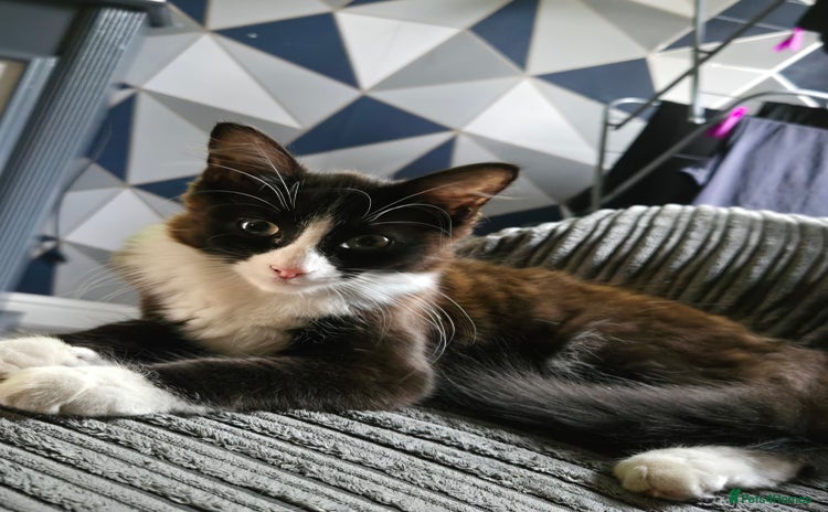 Mixed Breed cats - Advert 5