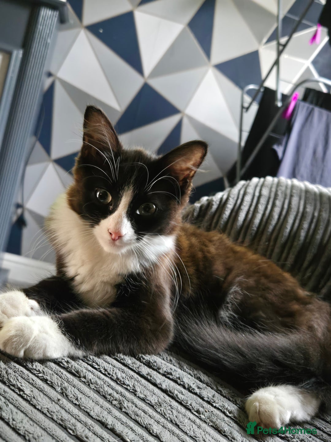 Mixed Breed cats for sale: Male kitten - Image 1