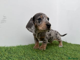 Miniature Dachshund dogs BEAUTIFUL MINIATURE DACHSHUNDS DAPPLE - Advert 3