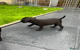 Patterdale Terrier dogs for sale: Patterdale terrier pups  - Image 11