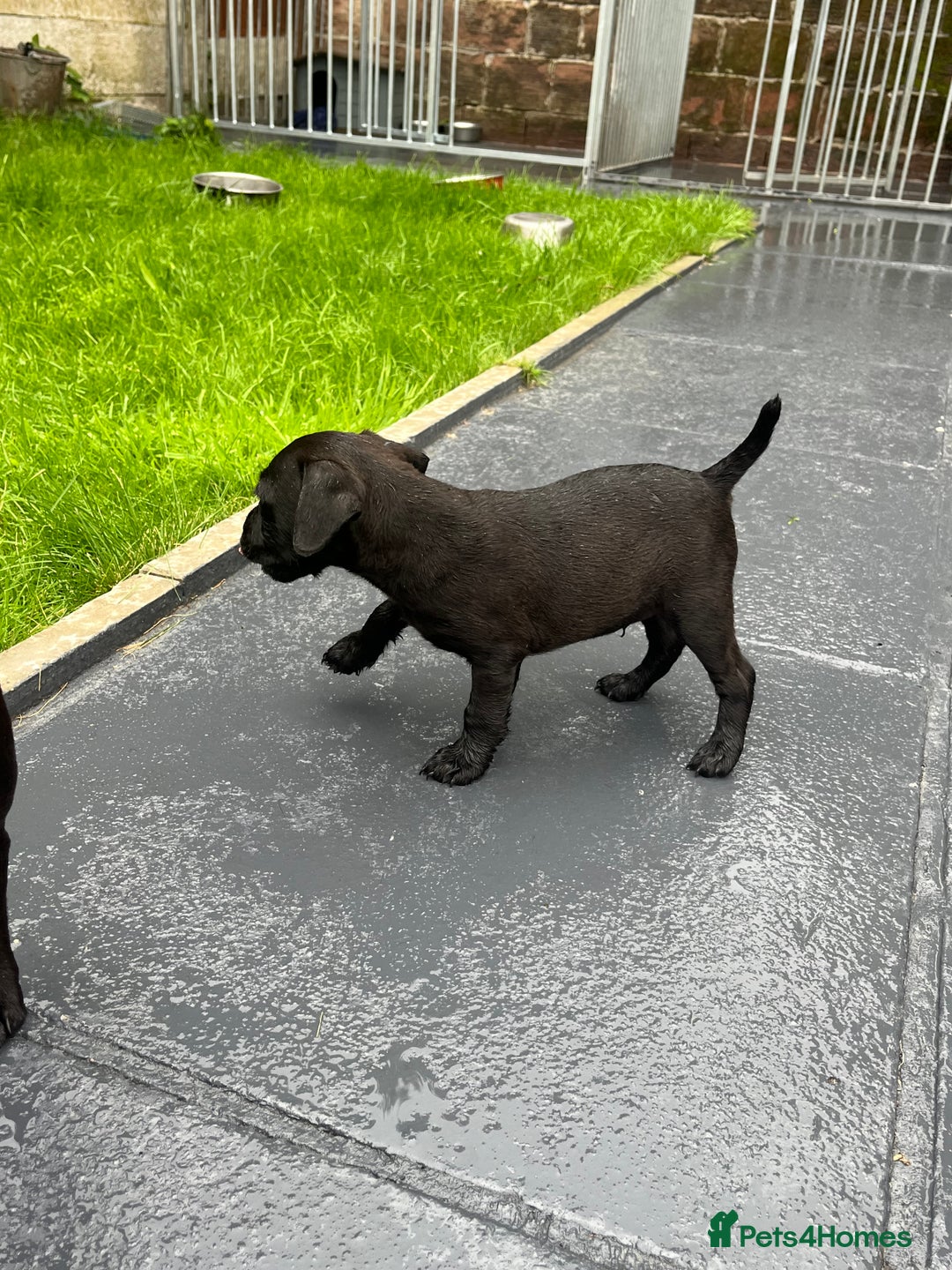 Patterdale Terrier dogs for sale: Patterdale terrier pups  - Image 11