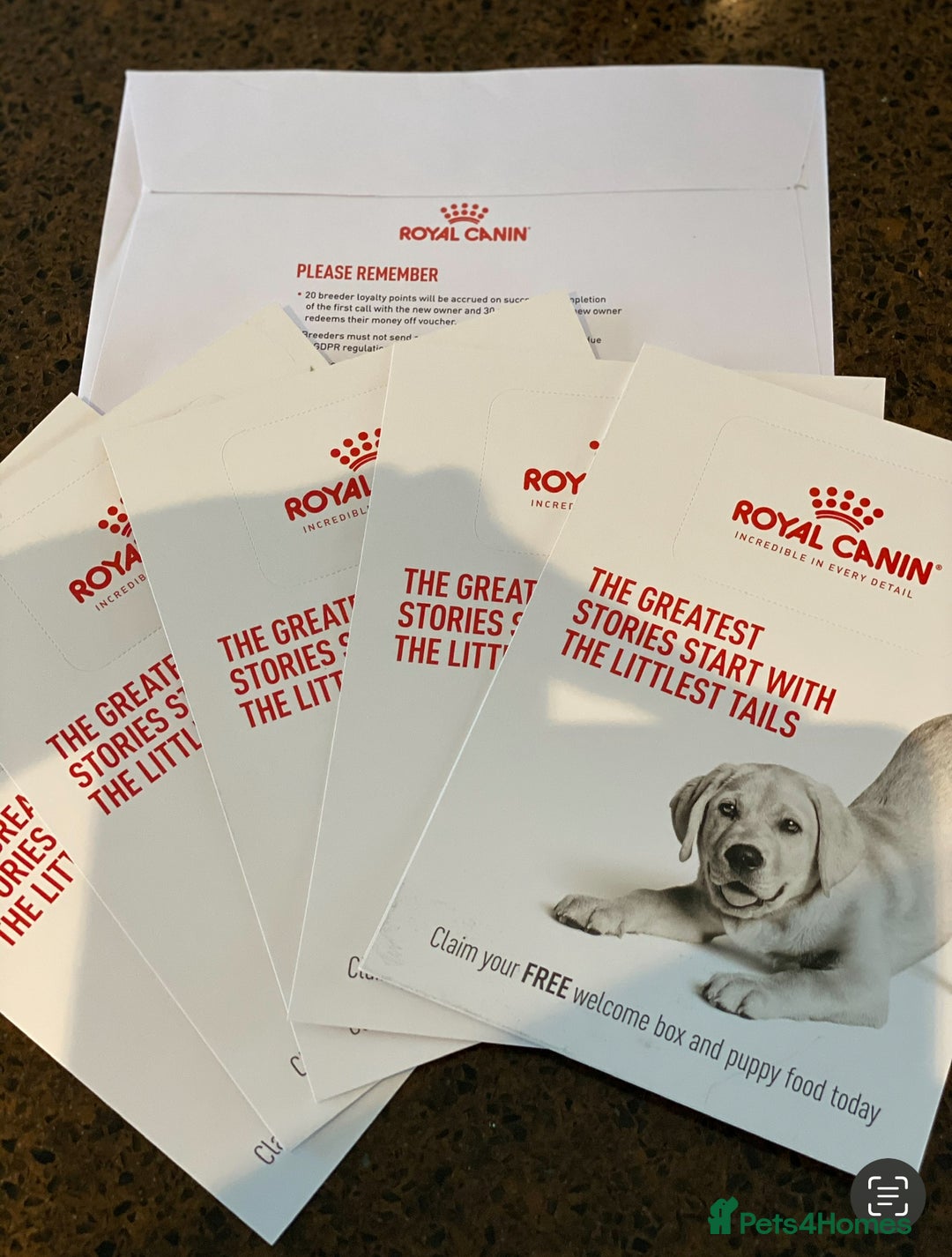 Cavapoo dogs for sale: Extensively Health Tested F1b Cavapoo Puppies  - Advert 15