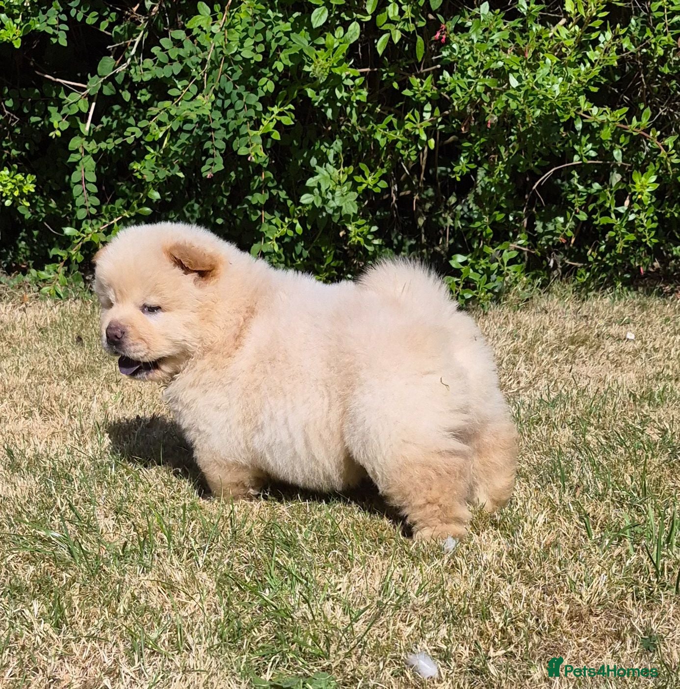 Chow Chow dogs Kc reg chow chow pups  - Advert 5