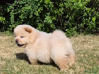 Chow Chow dogs Kc reg chow chow pups - Advert 5