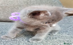 Mixed Breed cats for sale: Grey kittens  - Image 27
