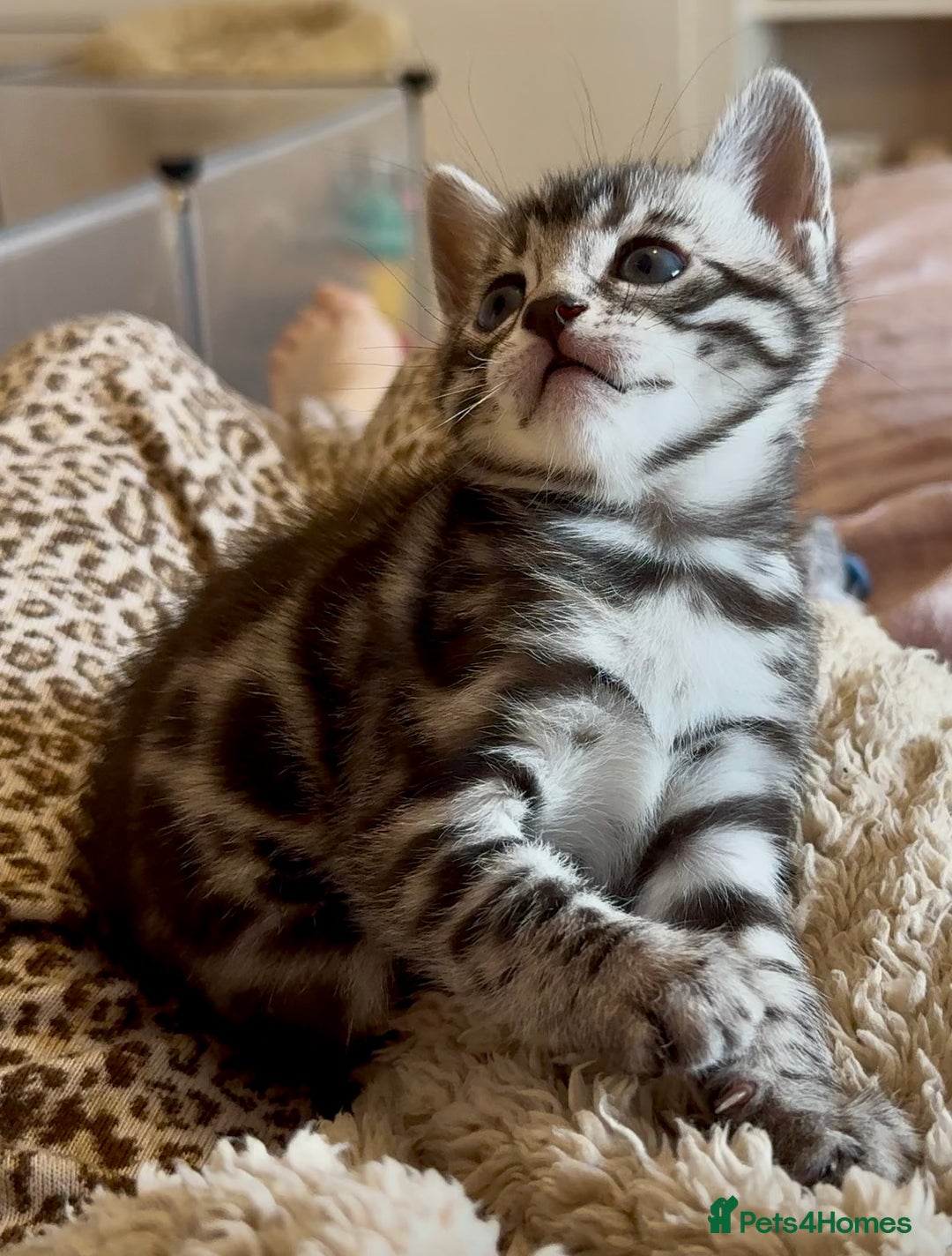 Bengal cats for sale: ⭐️Divine silver black spotted tabby bengal ⭐️ - Advert 40