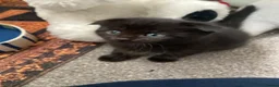 Scottish Fold cats for sale: Scottish fold British shorthair  - Advert 5