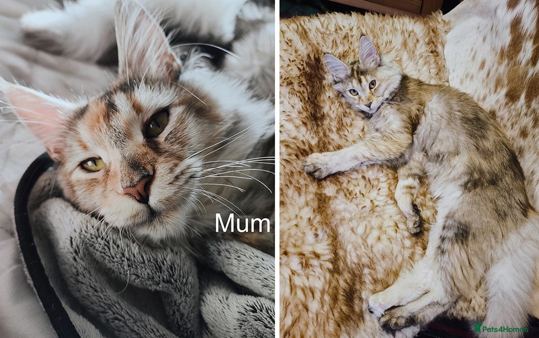Maine Coon cats for sale: Maine coon kittens champion lines, DNA health test - Image 7