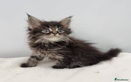 Maine Coon cats for sale: Pedigree Maine Coon Kittens for sale  - Image 8