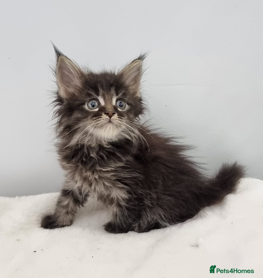 Maine Coon cats for sale: Pedigree Maine Coon Kittens for sale  - Image 8