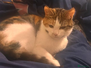 Mixed Breed cats - Advert 22