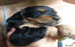Cocker Spaniel dogs for sale: Gamekeeper bred Working Cocker Spaniels - Image 3