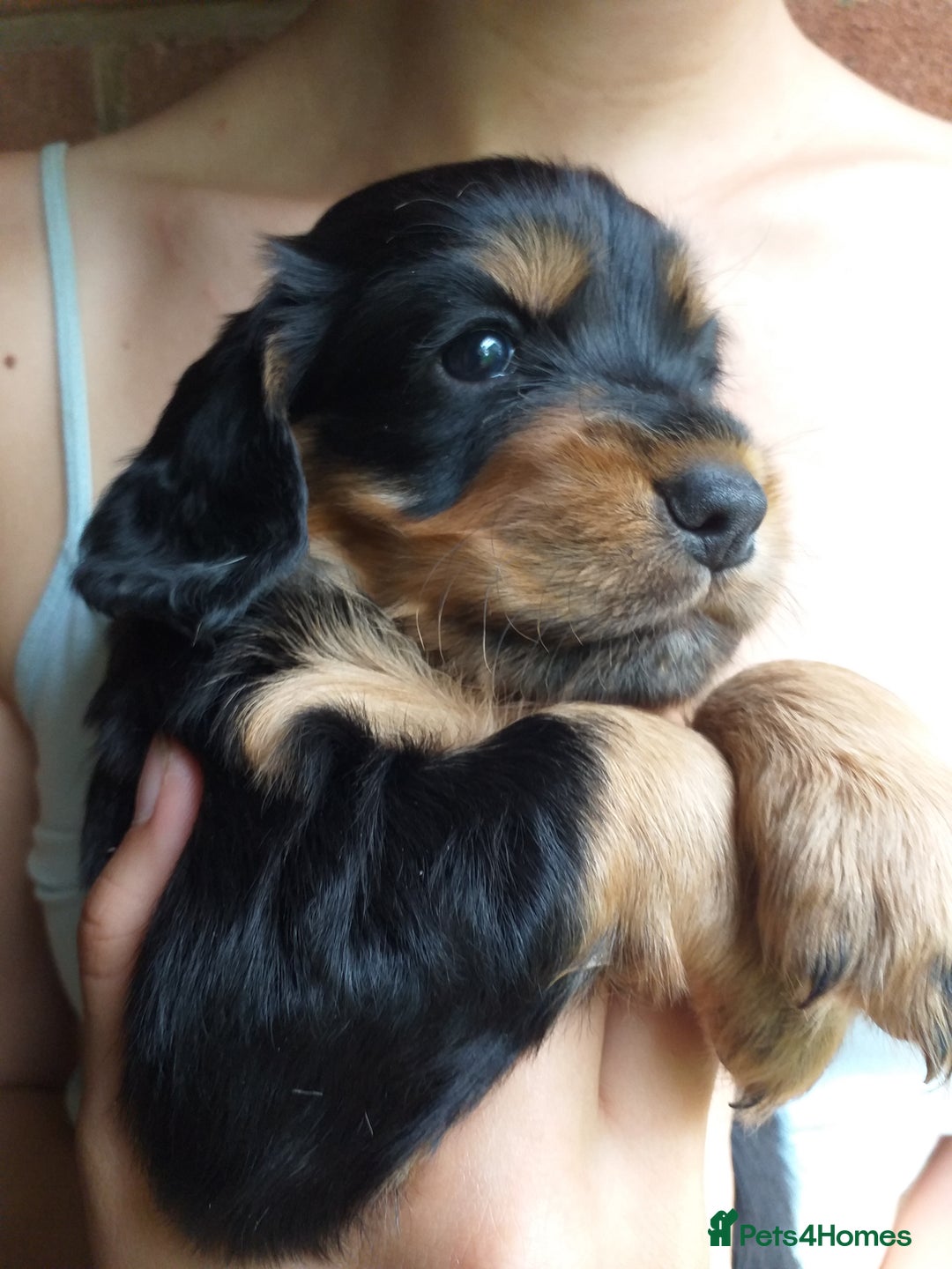Cocker Spaniel dogs for sale: Gamekeeper bred Working Cocker Spaniels - Image 3