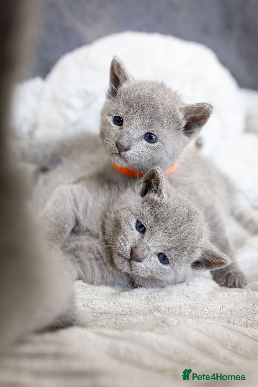 Russian Blue cats for sale: Pure Russian Blue Kittens, Silver Coat Green Eyes  - Advert 9
