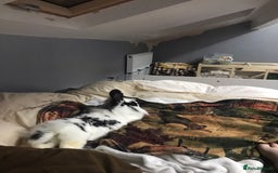 Rex rabbits for sale: Rex Lionhead mix - Image 1