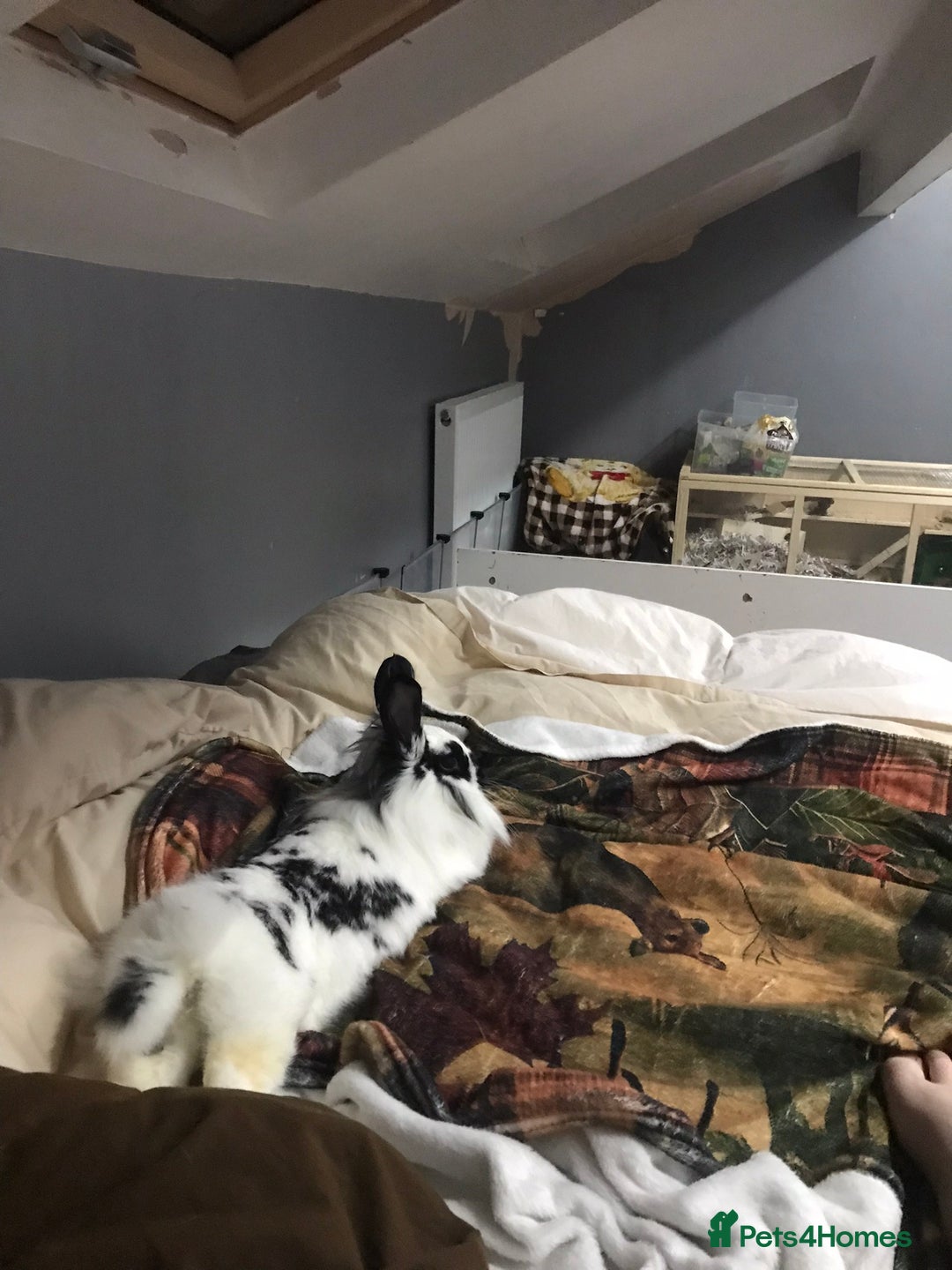 Rex rabbits for sale: Rex Lionhead mix - Image 1