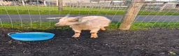 Pig livestock for sale: Baby goats looking for a new home  in Matlock - Advert 3