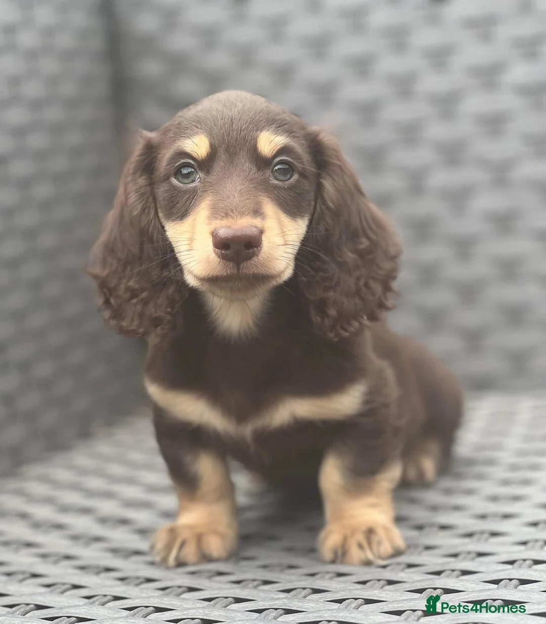 Miniature Dachshund dogs for stud: ee Cream Long Coat Miniature Dachshund Stud in Dalry - Advert 5