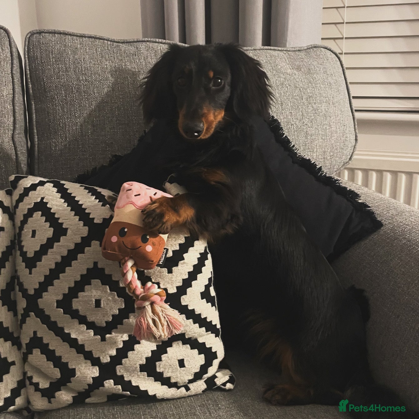 Miniature Dachshund dogs Long haired miniature daschund - Advert 1