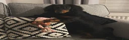 Miniature Dachshund dogs for sale: Long haired miniature daschund in Bridlington - Advert 1